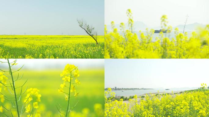 【4k】油菜花望江县长江边油菜花