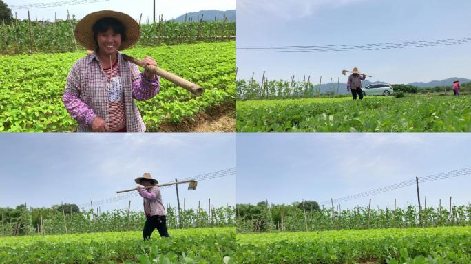 朴素的农村妇女到田里干活