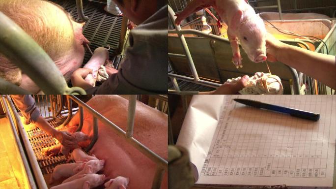 母猪产崽全过程