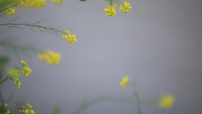 小雨河流花