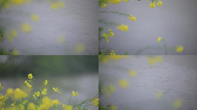 小雨河流花