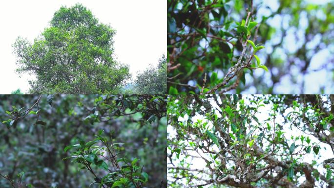 大小叶种普洱古茶树