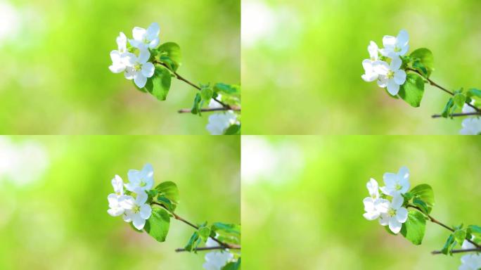 4k拍摄海棠花