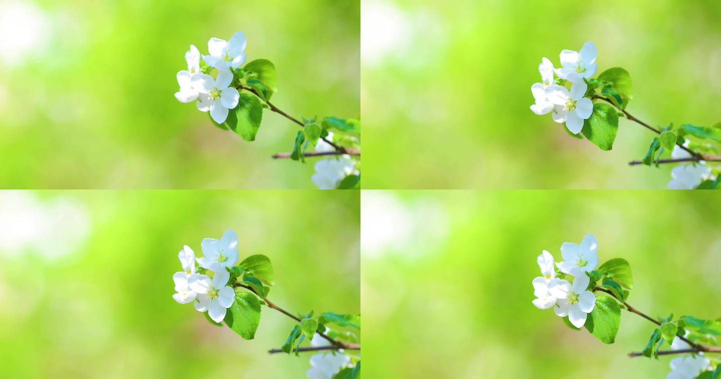 4k拍摄海棠花