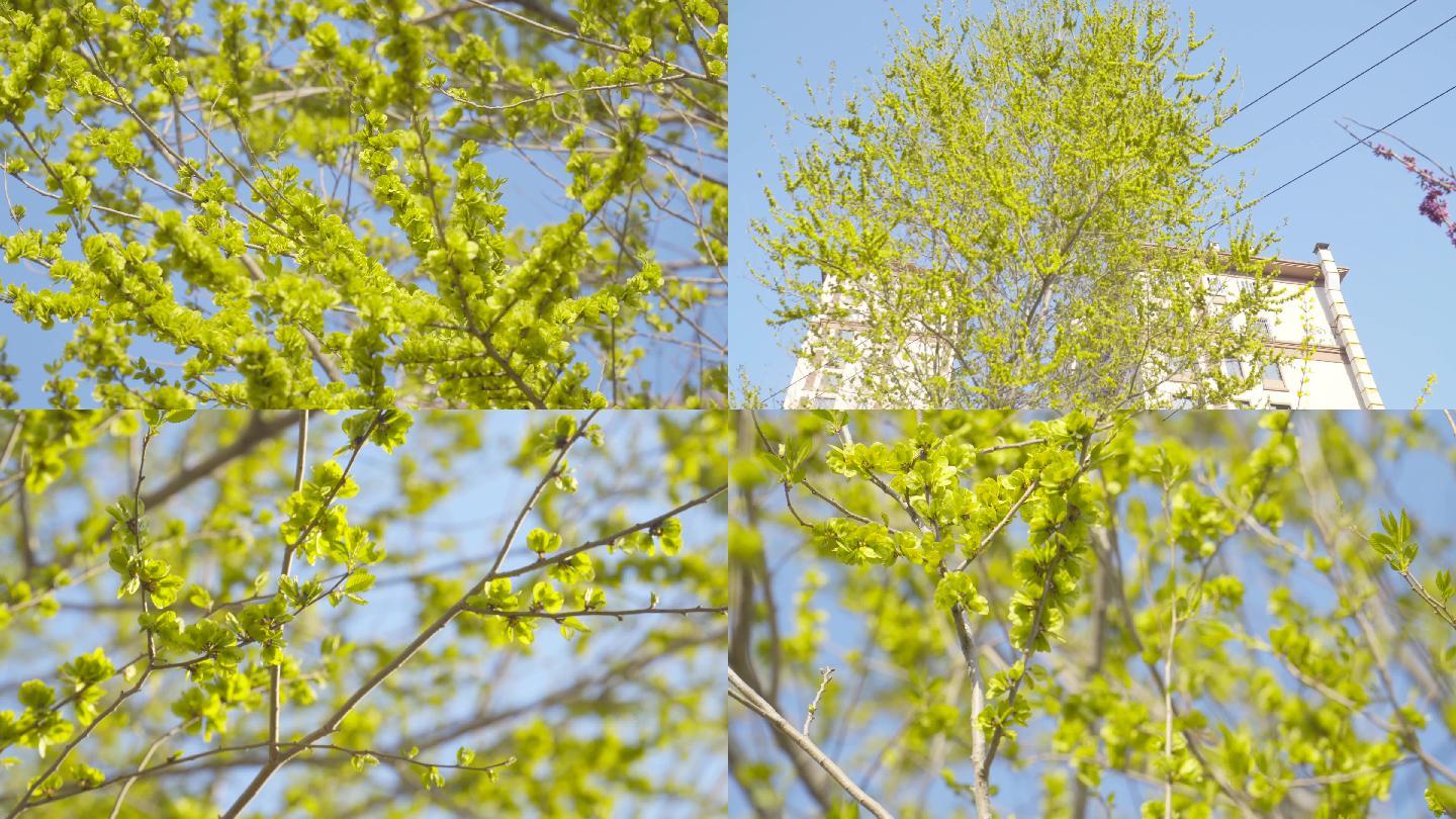 4k春天榆錢樹發芽-春風樹木發芽榆樹錢