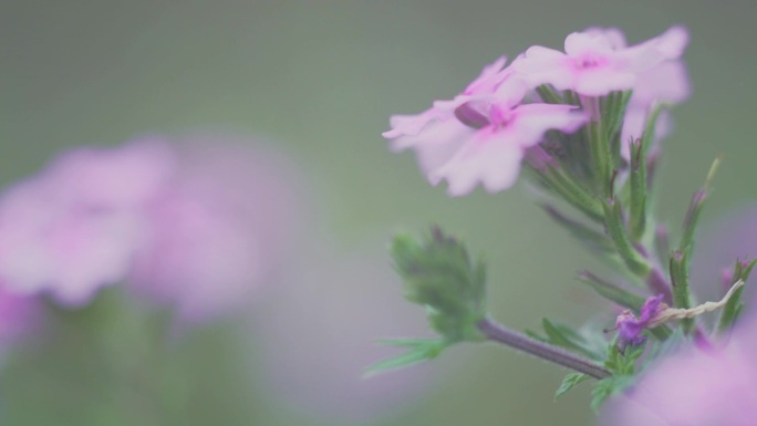 实拍户外淡紫色花朵野花、可商用