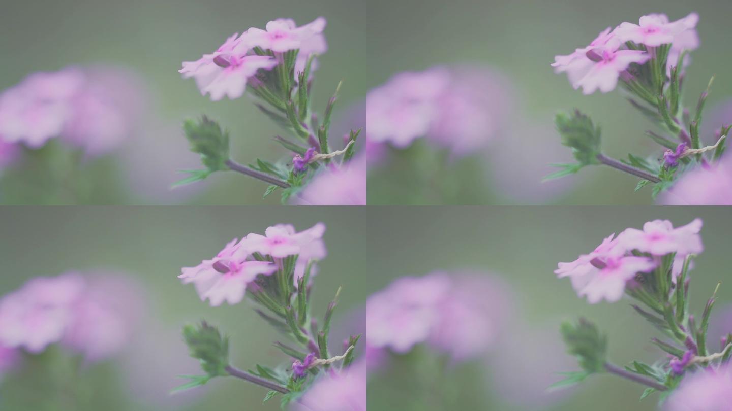 实拍户外淡紫色花朵野花、可商用