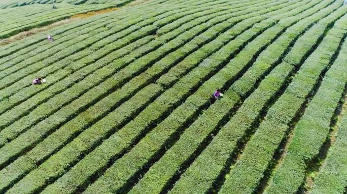 高山茶场采茶绿茶红茶生态茶园航拍