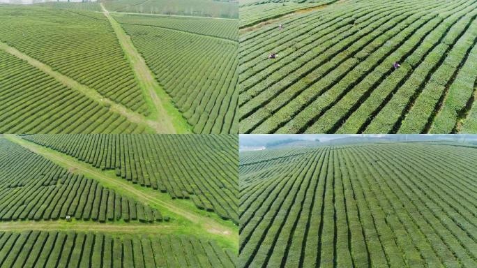 高山茶场采茶绿茶红茶生态茶园航拍