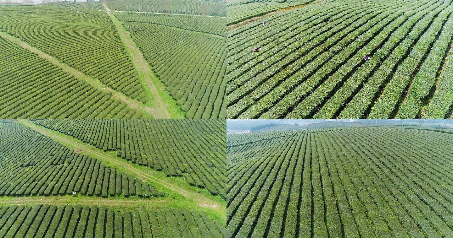 高山茶场采茶绿茶红茶生态茶园航拍