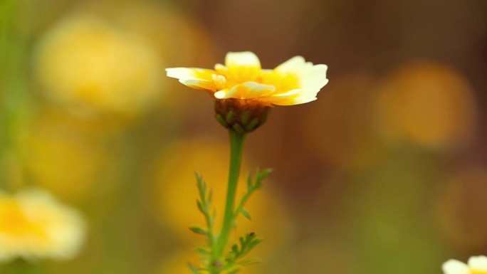 春暖花开春天各种花集合