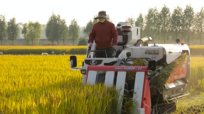 【1080P】农场成熟水稻收割秸秆还田
