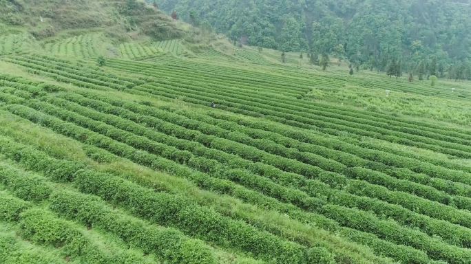 云雾山有机茶场湄潭萃芽