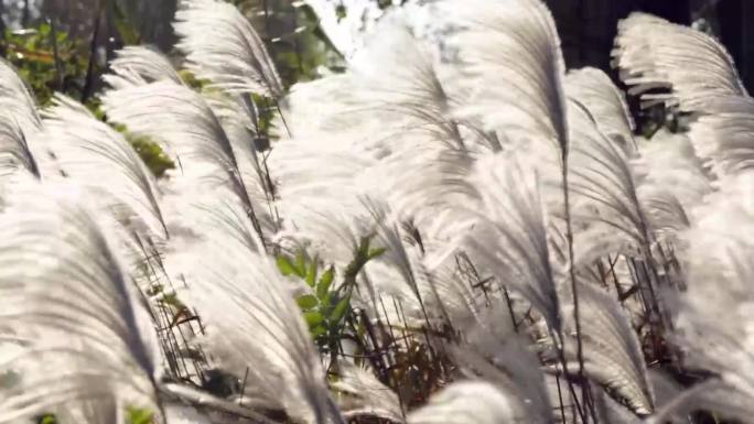 【1080P】实拍滩涂白芦花实景拍摄