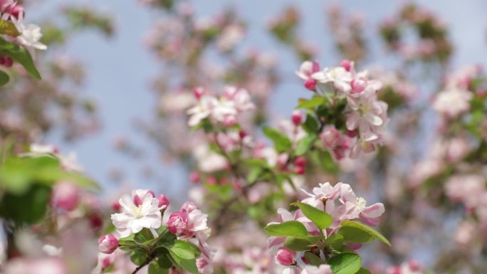 海棠花春苹果花