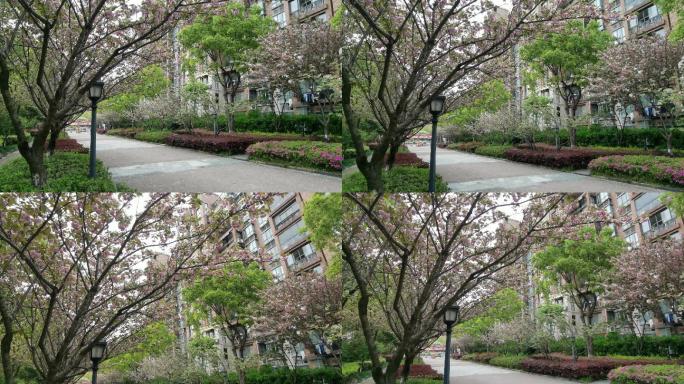 疫情武汉社区樱花树