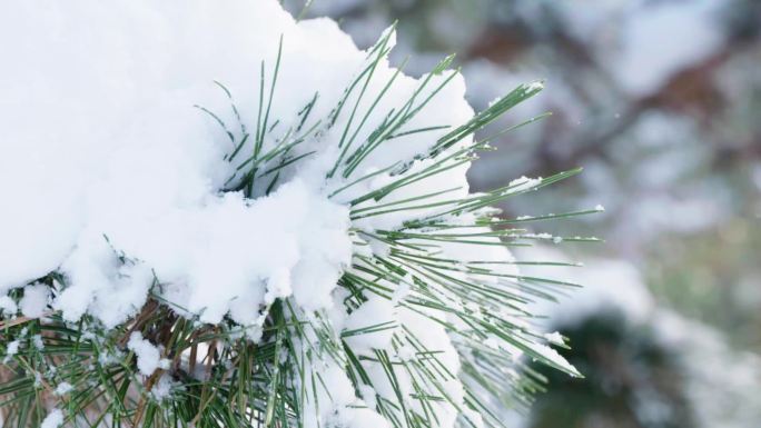 雪松大雪压松表现革命精神