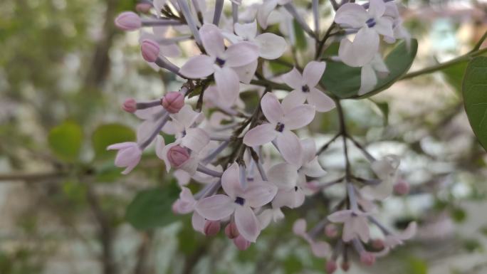 丁香花紫丁香春来了春天紫色的花