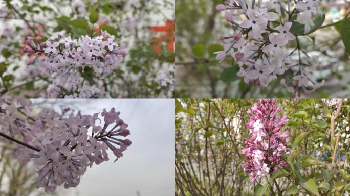 丁香花紫丁香春来了春天紫色的花