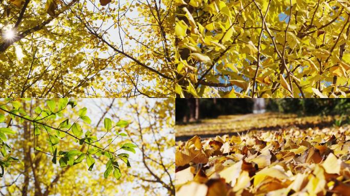 【4K】实拍唯美深秋的银杏树叶林
