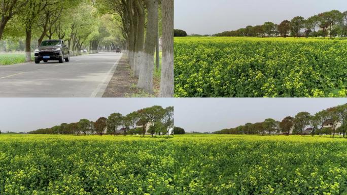 乡村公路菜花田园