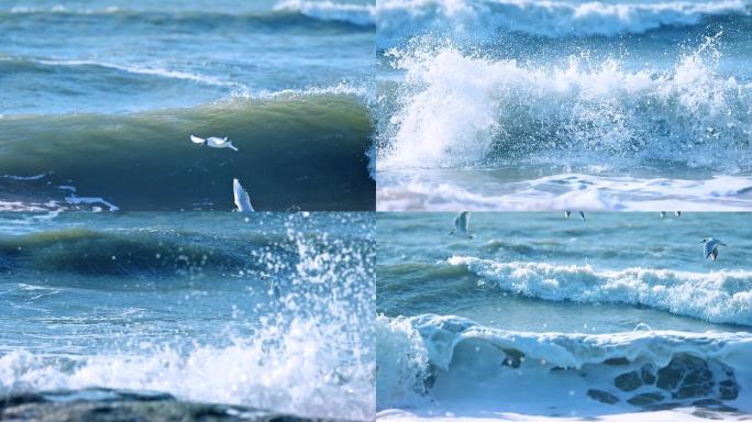 海鸥冲浪慢动作