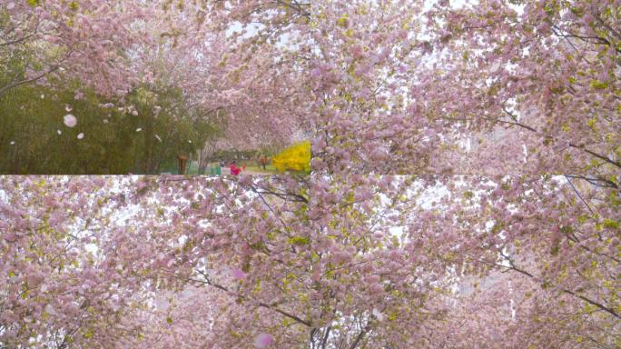 花落-落花-海棠花落