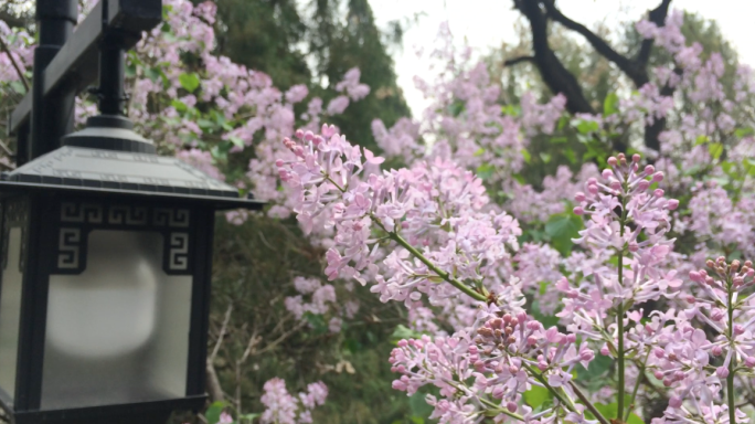 春天盛开的丁香花