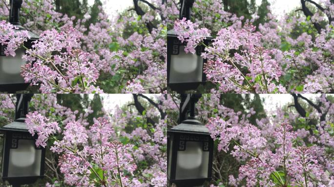 春天盛开的丁香花