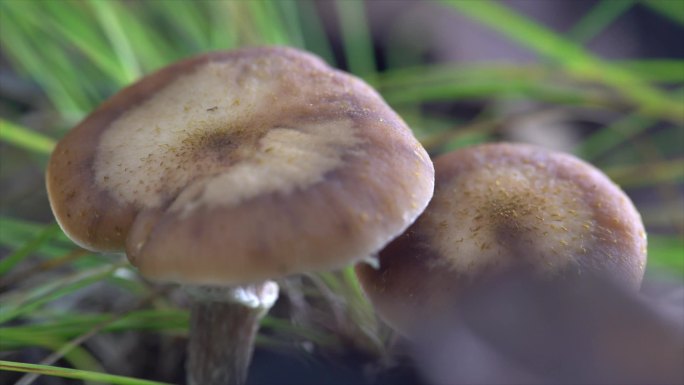 采蘑菇野生榛蘑