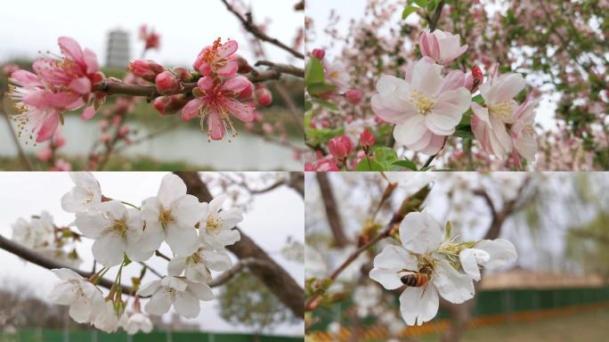 樱花-苹果花-梅花-世博园春天花开-1