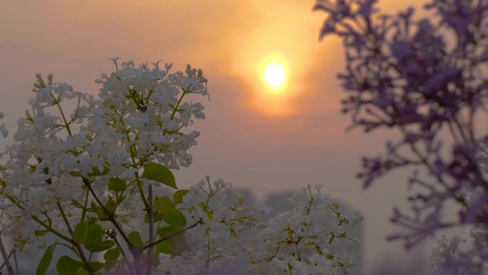 【4k画质】夕阳下的海边，大桥和紫罗兰花