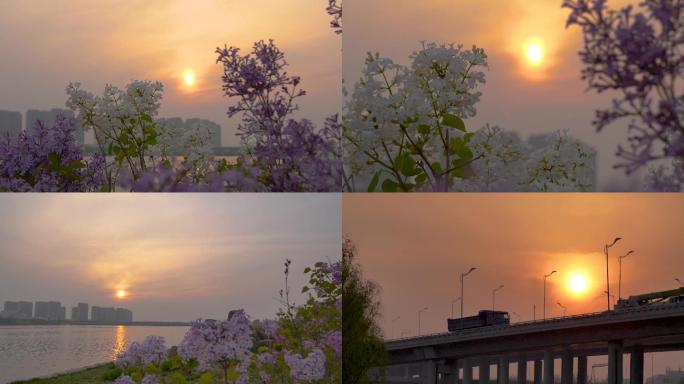 【4k画质】夕阳下的海边，大桥和紫罗兰花