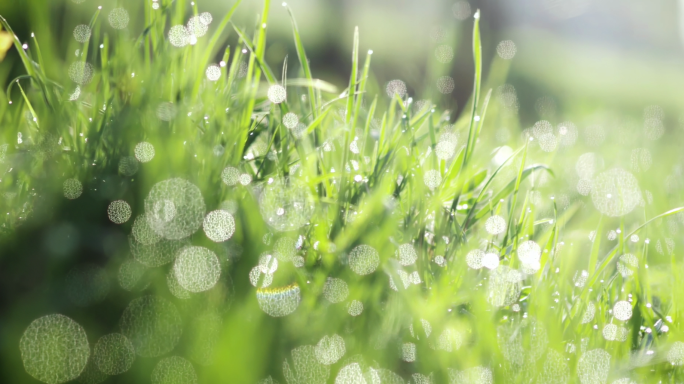 雨景树叶光影小草露水