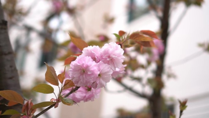 樱花特写建筑60帧