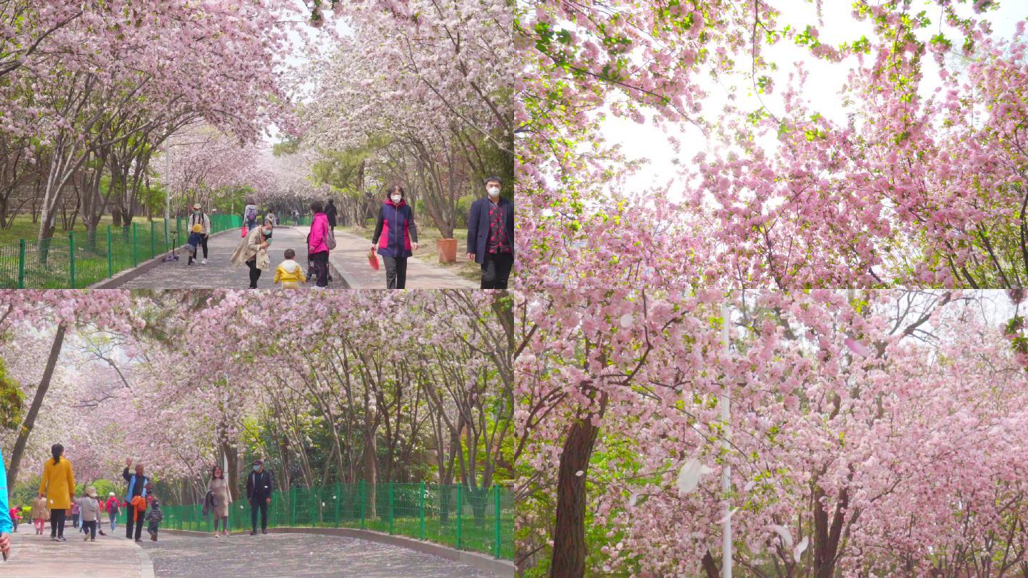 春天公园海棠花游客唯美樱花