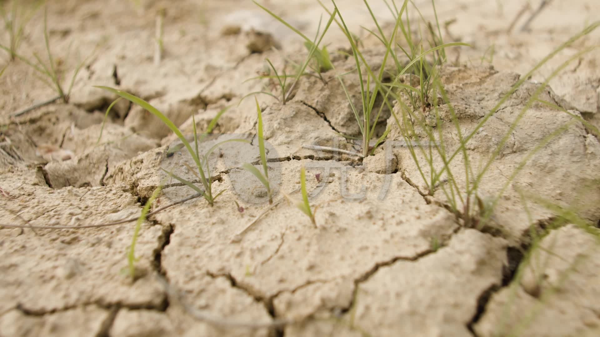 鄱阳湖干旱近80天，水域面积缩小9成，候鸟栖息地受到严重威胁