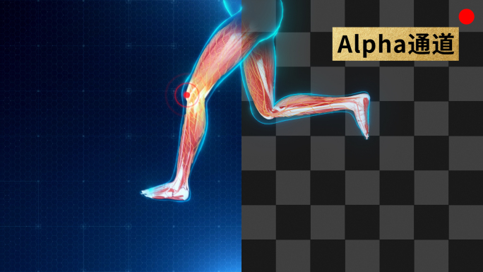 人体跑步膝盖肌肉循环动画带通道