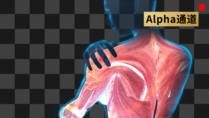 人体结构肩膀疼痛动画带通道