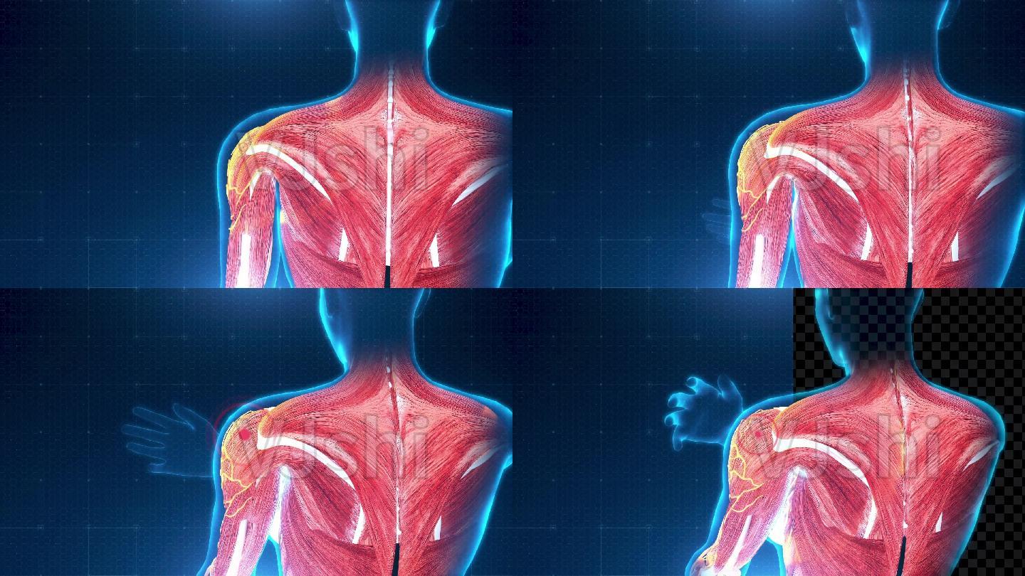 人体结构肩膀疼痛动画带通道