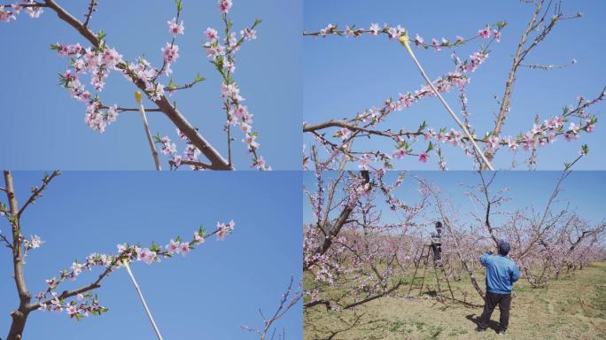 【原创】桃花人工授粉