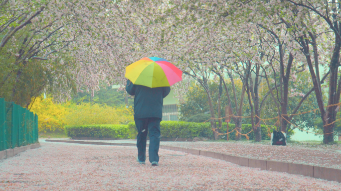 4K雨天公园樱花树下老人孤独背影