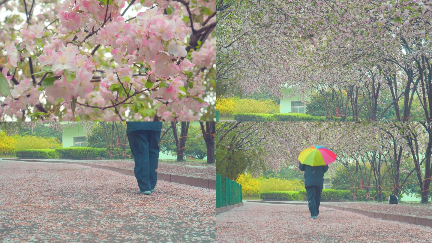 4K雨天公园樱花树下老人孤独背影