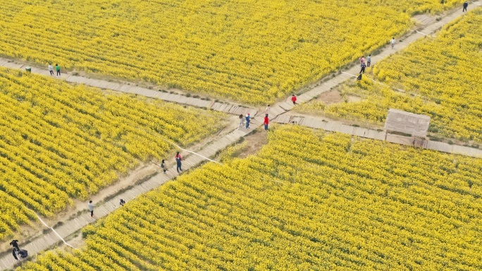 生态观光园大景航拍油菜花