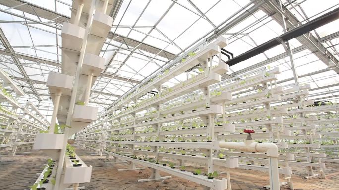 实验室农作物科技大棚西红柿农作