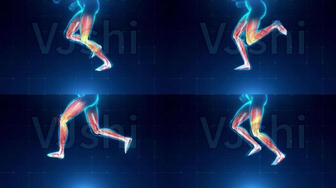 人体跑步膝盖肌肉循环动画