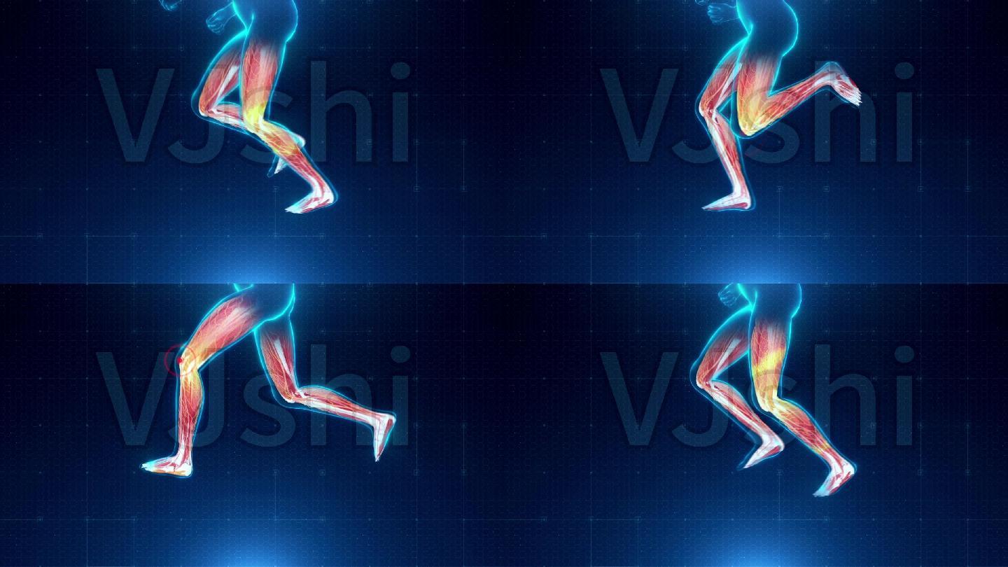 人体跑步膝盖肌肉循环动画