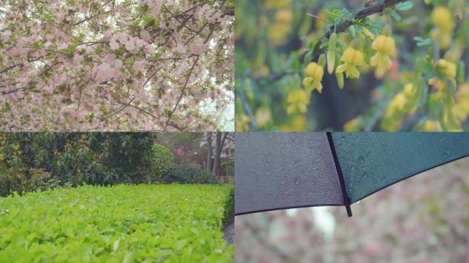 4K春雨公园海棠花雨滴