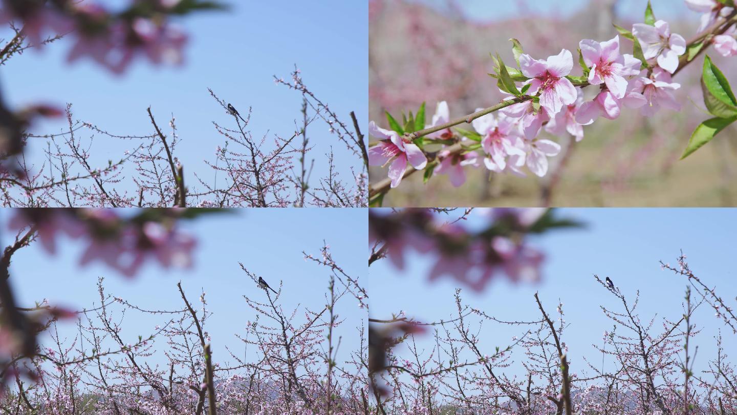【原创】桃花盛开、喜鹊上枝头