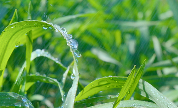 【原创可商用】农作物灌溉雨季下雨叶尖水珠
